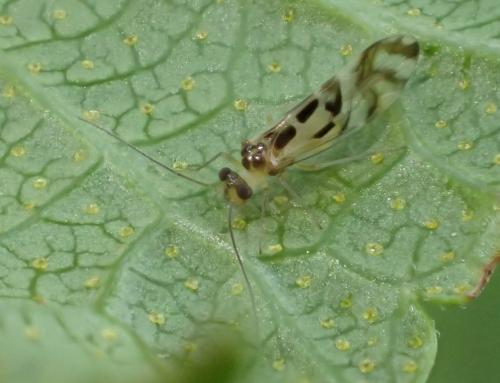 Graphopsocus cruciatus
